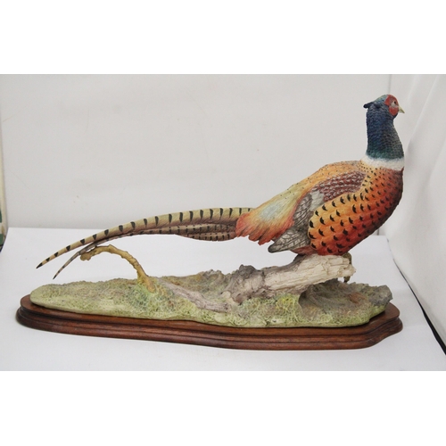 15 - A BORDER FINE ARTS SCULPTURE OF AN OLD ENGLISH PHEASANT 