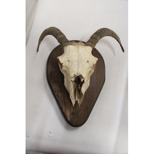 341 - A RAM'S SKULL AND HORNS ON A WOODEN PLINTH