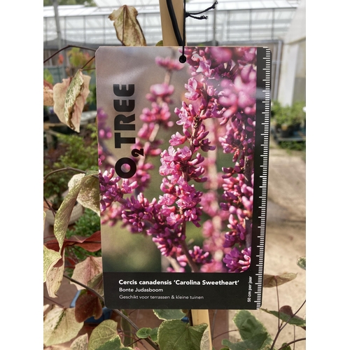 1 - ONE CERCIS CANADENSIS 'CAROLINA SWEETHEART' EASTERN FLOWERING REDBUD DECIDUOUS ORNAMENTAL TREE FROM ... 