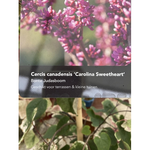 1 - ONE CERCIS CANADENSIS 'CAROLINA SWEETHEART' EASTERN FLOWERING REDBUD DECIDUOUS ORNAMENTAL TREE FROM ... 