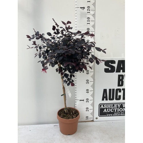 16 - ONE LOROPETALUM STANDARD TREE 'BLACK PEARL' APPROX 110CM IN HEIGHT IN A 5 LTR POT PLUS VAT