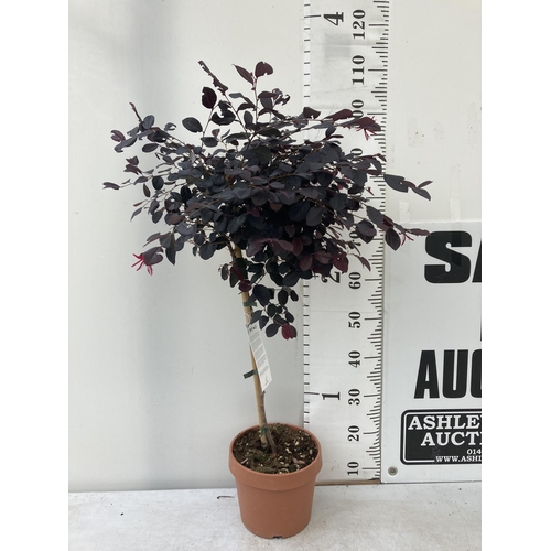 16 - ONE LOROPETALUM STANDARD TREE 'BLACK PEARL' APPROX 110CM IN HEIGHT IN A 5 LTR POT PLUS VAT