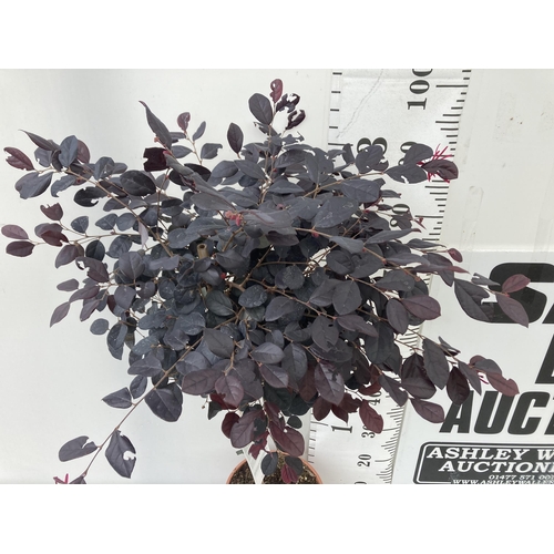 16 - ONE LOROPETALUM STANDARD TREE 'BLACK PEARL' APPROX 110CM IN HEIGHT IN A 5 LTR POT PLUS VAT