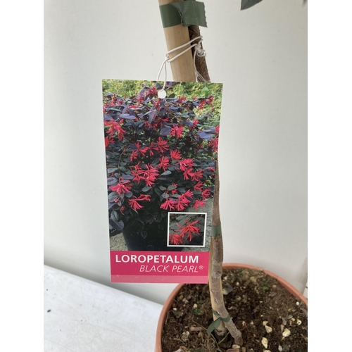 16 - ONE LOROPETALUM STANDARD TREE 'BLACK PEARL' APPROX 110CM IN HEIGHT IN A 5 LTR POT PLUS VAT