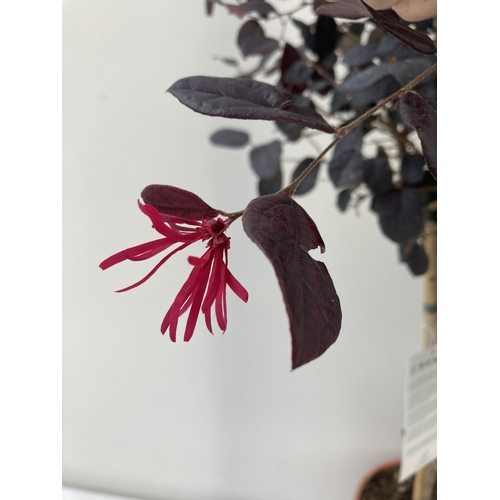 16 - ONE LOROPETALUM STANDARD TREE 'BLACK PEARL' APPROX 110CM IN HEIGHT IN A 5 LTR POT PLUS VAT