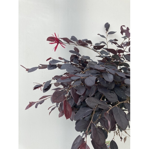 16 - ONE LOROPETALUM STANDARD TREE 'BLACK PEARL' APPROX 110CM IN HEIGHT IN A 5 LTR POT PLUS VAT