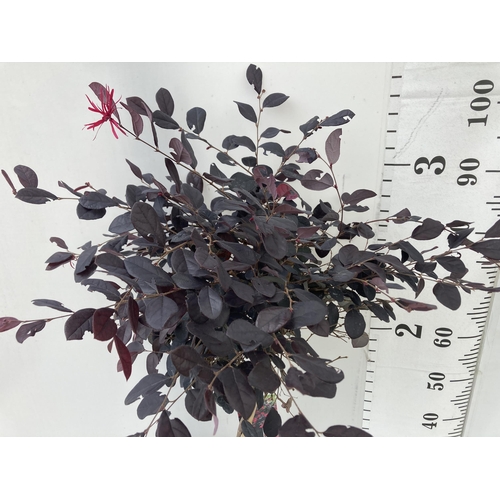 16 - ONE LOROPETALUM STANDARD TREE 'BLACK PEARL' APPROX 110CM IN HEIGHT IN A 5 LTR POT PLUS VAT