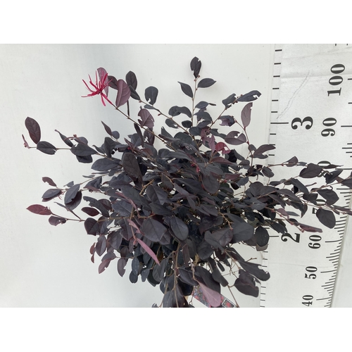 16 - ONE LOROPETALUM STANDARD TREE 'BLACK PEARL' APPROX 110CM IN HEIGHT IN A 5 LTR POT PLUS VAT