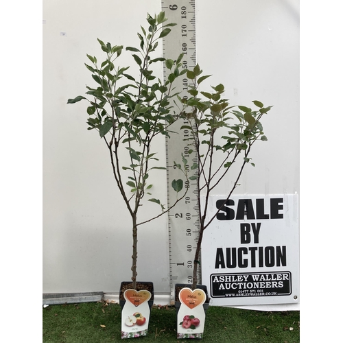 19 - TWO FRUIT TREES APPLE DOMESTICA 'VITALSTAR' AND 'JAMES GRIEVE' APPROX 150-180CM IN HEIGHT IN 5 LTR P... 