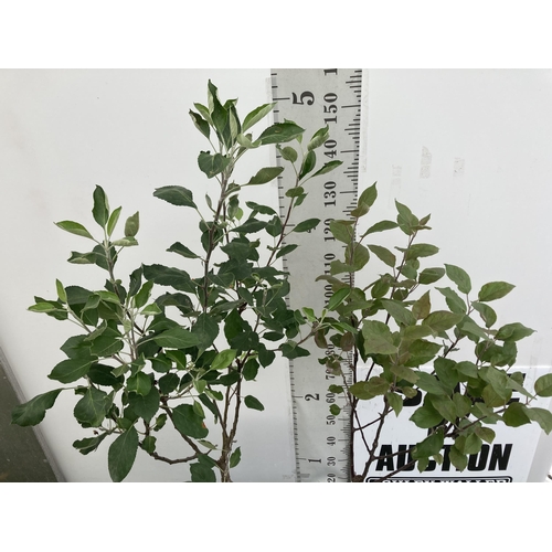 19 - TWO FRUIT TREES APPLE DOMESTICA 'VITALSTAR' AND 'JAMES GRIEVE' APPROX 150-180CM IN HEIGHT IN 5 LTR P... 