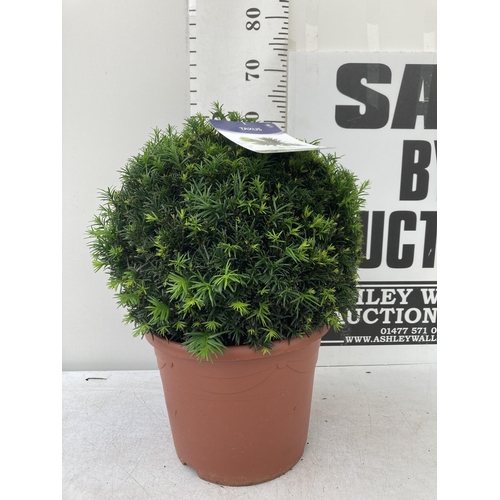 2 - ONE LARGE TAXUS BACCATA BALL -YEW TOPIARY GLOBE APPROX 60CM IN HEIGHT IN A 10 LTR POT PLUS VAT