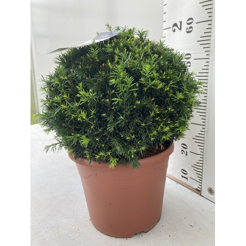 2 - ONE LARGE TAXUS BACCATA BALL -YEW TOPIARY GLOBE APPROX 60CM IN HEIGHT IN A 10 LTR POT PLUS VAT