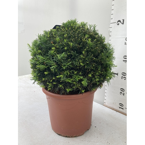 2 - ONE LARGE TAXUS BACCATA BALL -YEW TOPIARY GLOBE APPROX 60CM IN HEIGHT IN A 10 LTR POT PLUS VAT