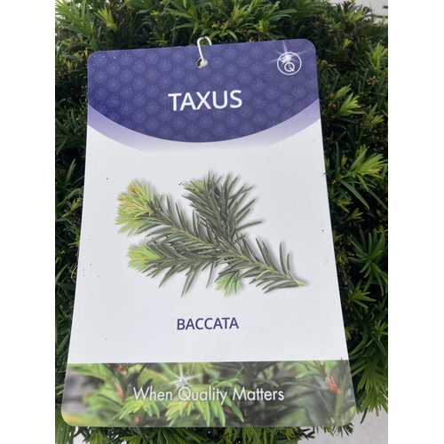 2 - ONE LARGE TAXUS BACCATA BALL -YEW TOPIARY GLOBE APPROX 60CM IN HEIGHT IN A 10 LTR POT PLUS VAT