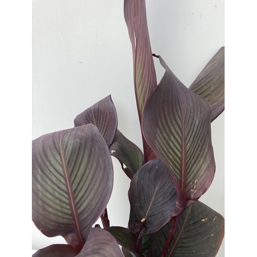 20 - THREE LARGE CANNA RED VELVET APPROX 90CM IN HEIGHT IN 2 LTR POTS PLUS VAT TO BE SOLD FOR THE THREE