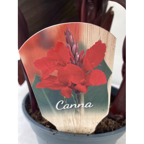 20 - THREE LARGE CANNA RED VELVET APPROX 90CM IN HEIGHT IN 2 LTR POTS PLUS VAT TO BE SOLD FOR THE THREE