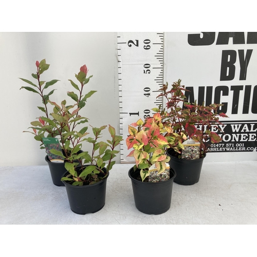 21 - MIXED LOT OF FOUR SHRUBS- TWO HOUTTENYIA 'CHAMELEON' AND TWO PHOTINIA 'LITTLE RED ROBIN' IN 2 LTR PO... 