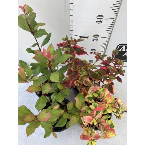 21 - MIXED LOT OF FOUR SHRUBS- TWO HOUTTENYIA 'CHAMELEON' AND TWO PHOTINIA 'LITTLE RED ROBIN' IN 2 LTR PO... 