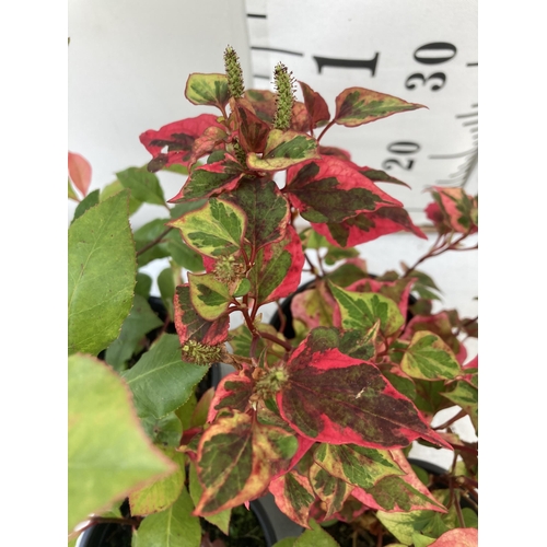 21 - MIXED LOT OF FOUR SHRUBS- TWO HOUTTENYIA 'CHAMELEON' AND TWO PHOTINIA 'LITTLE RED ROBIN' IN 2 LTR PO... 