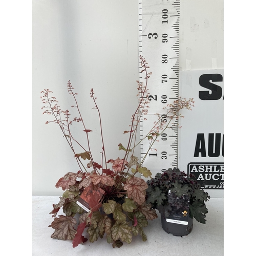 25 - TWO MIXED HEUCHERAS BABY BELLS 'FROSTED FLAME' AND 'BLACK KNIGHT' IN 2 LTR POTS 25-80CM IN HEIGHT PL... 