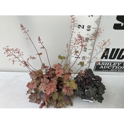 25 - TWO MIXED HEUCHERAS BABY BELLS 'FROSTED FLAME' AND 'BLACK KNIGHT' IN 2 LTR POTS 25-80CM IN HEIGHT PL... 