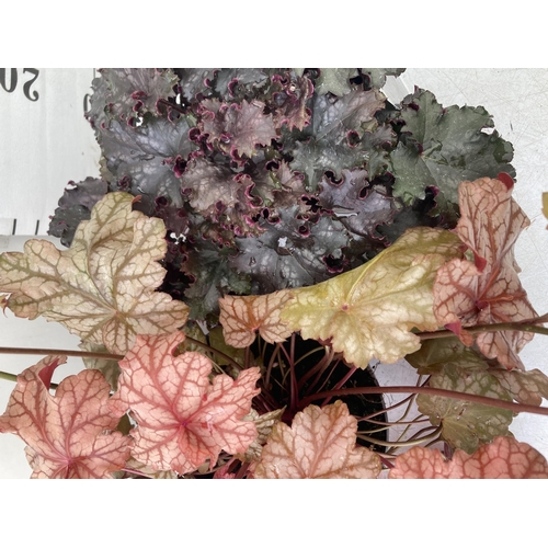 25 - TWO MIXED HEUCHERAS BABY BELLS 'FROSTED FLAME' AND 'BLACK KNIGHT' IN 2 LTR POTS 25-80CM IN HEIGHT PL... 