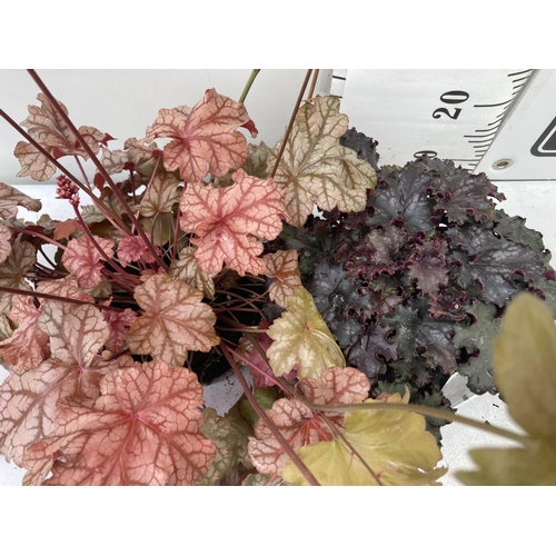 25 - TWO MIXED HEUCHERAS BABY BELLS 'FROSTED FLAME' AND 'BLACK KNIGHT' IN 2 LTR POTS 25-80CM IN HEIGHT PL... 