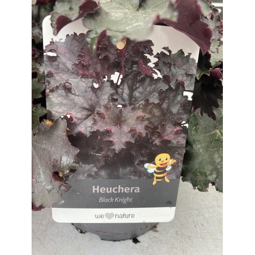 25 - TWO MIXED HEUCHERAS BABY BELLS 'FROSTED FLAME' AND 'BLACK KNIGHT' IN 2 LTR POTS 25-80CM IN HEIGHT PL... 