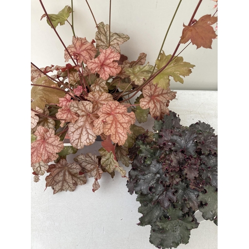 25 - TWO MIXED HEUCHERAS BABY BELLS 'FROSTED FLAME' AND 'BLACK KNIGHT' IN 2 LTR POTS 25-80CM IN HEIGHT PL... 