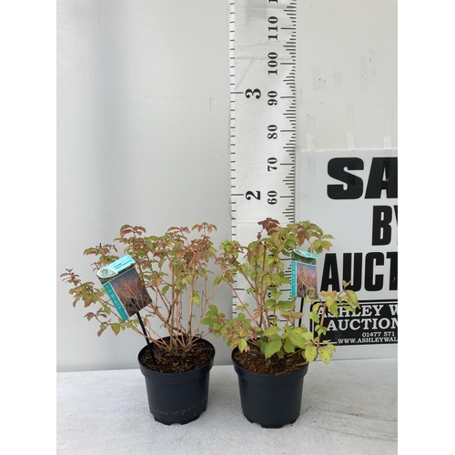 29 - TWO CORNUS SANGUINEA 'MIDWINTER FIRE' IN 4 LTR POTS APPROX 50CM IN HEIGHT PLUS VAT TO BE SOLD FOR TH... 