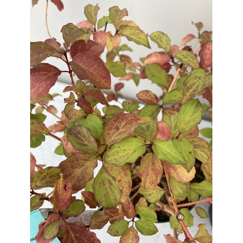 29 - TWO CORNUS SANGUINEA 'MIDWINTER FIRE' IN 4 LTR POTS APPROX 50CM IN HEIGHT PLUS VAT TO BE SOLD FOR TH... 