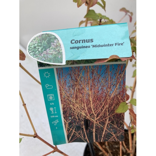 29 - TWO CORNUS SANGUINEA 'MIDWINTER FIRE' IN 4 LTR POTS APPROX 50CM IN HEIGHT PLUS VAT TO BE SOLD FOR TH... 