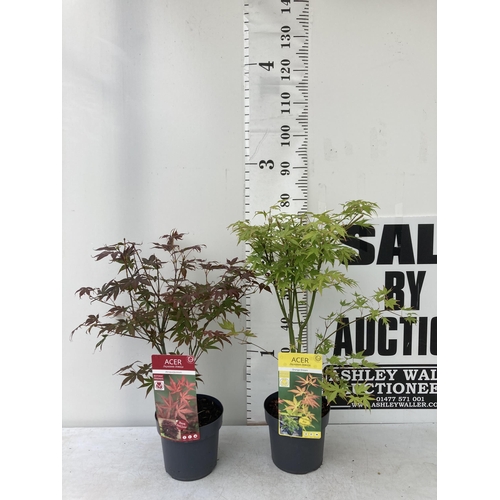 36 - TWO ACER PALMATUMS 'ATROPURPUREUM' AND 'ORANGE DREAM' IN 3 LTR POTS APPROX 60-80CM IN HEIGHT PLUS VA... 