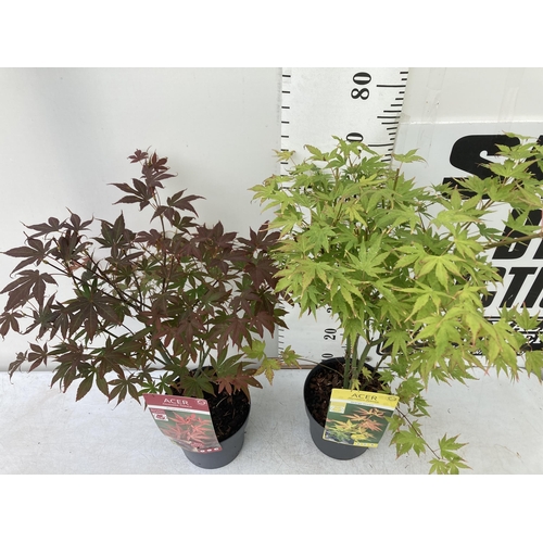 36 - TWO ACER PALMATUMS 'ATROPURPUREUM' AND 'ORANGE DREAM' IN 3 LTR POTS APPROX 60-80CM IN HEIGHT PLUS VA... 