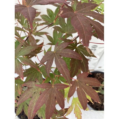 36 - TWO ACER PALMATUMS 'ATROPURPUREUM' AND 'ORANGE DREAM' IN 3 LTR POTS APPROX 60-80CM IN HEIGHT PLUS VA... 