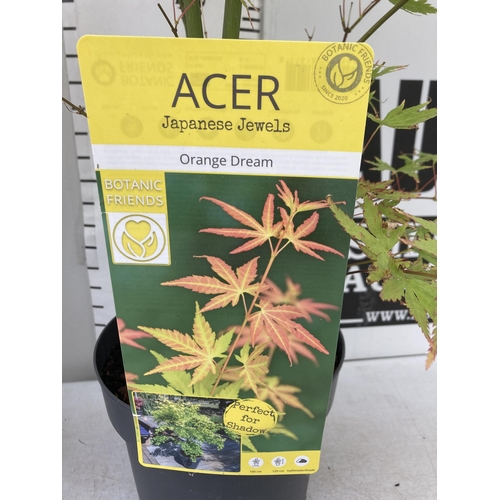 36 - TWO ACER PALMATUMS 'ATROPURPUREUM' AND 'ORANGE DREAM' IN 3 LTR POTS APPROX 60-80CM IN HEIGHT PLUS VA... 