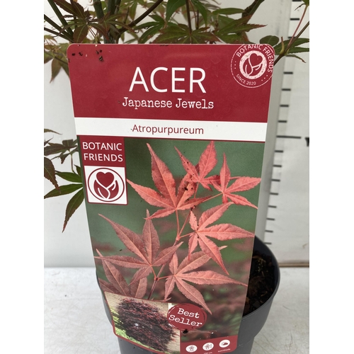 36 - TWO ACER PALMATUMS 'ATROPURPUREUM' AND 'ORANGE DREAM' IN 3 LTR POTS APPROX 60-80CM IN HEIGHT PLUS VA... 