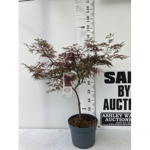 4 - ONE LARGE ACER PALMATUM 'GARNET' HARDY MAPLE. APPROX 110CM IN HEIGHT IN A 10 LTR POT PLUS VAT