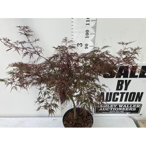 4 - ONE LARGE ACER PALMATUM 'GARNET' HARDY MAPLE. APPROX 110CM IN HEIGHT IN A 10 LTR POT PLUS VAT