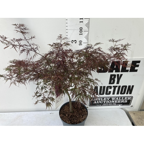 4 - ONE LARGE ACER PALMATUM 'GARNET' HARDY MAPLE. APPROX 110CM IN HEIGHT IN A 10 LTR POT PLUS VAT