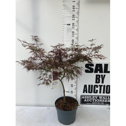 4 - ONE LARGE ACER PALMATUM 'GARNET' HARDY MAPLE. APPROX 110CM IN HEIGHT IN A 10 LTR POT PLUS VAT