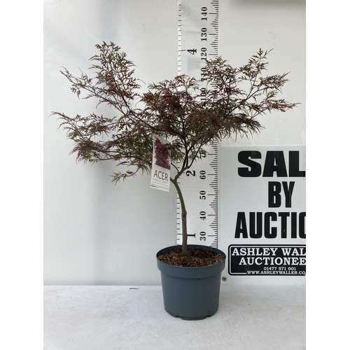 4 - ONE LARGE ACER PALMATUM 'GARNET' HARDY MAPLE. APPROX 110CM IN HEIGHT IN A 10 LTR POT PLUS VAT