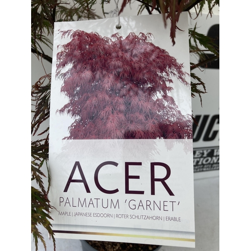 4 - ONE LARGE ACER PALMATUM 'GARNET' HARDY MAPLE. APPROX 110CM IN HEIGHT IN A 10 LTR POT PLUS VAT