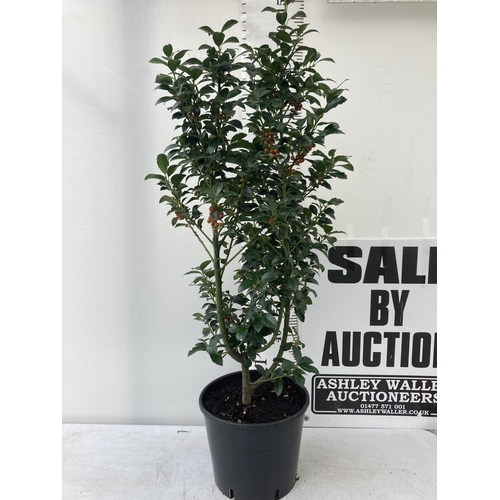 40 - ONE VERY LARGE HOLLY ILEX 'HECKEN STAR' APPROX 150CM IN HEIGHT IN A 15 LTR POT PLUS VAT