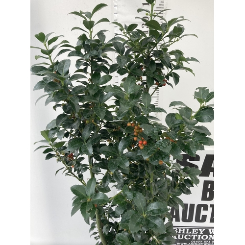 40 - ONE VERY LARGE HOLLY ILEX 'HECKEN STAR' APPROX 150CM IN HEIGHT IN A 15 LTR POT PLUS VAT