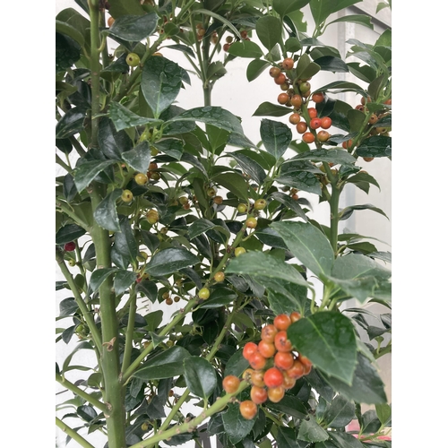 40 - ONE VERY LARGE HOLLY ILEX 'HECKEN STAR' APPROX 150CM IN HEIGHT IN A 15 LTR POT PLUS VAT