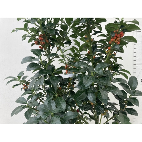 40 - ONE VERY LARGE HOLLY ILEX 'HECKEN STAR' APPROX 150CM IN HEIGHT IN A 15 LTR POT PLUS VAT