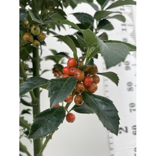 40 - ONE VERY LARGE HOLLY ILEX 'HECKEN STAR' APPROX 150CM IN HEIGHT IN A 15 LTR POT PLUS VAT