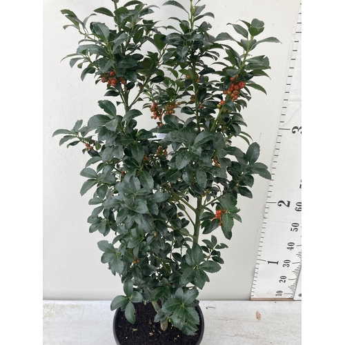 40 - ONE VERY LARGE HOLLY ILEX 'HECKEN STAR' APPROX 150CM IN HEIGHT IN A 15 LTR POT PLUS VAT