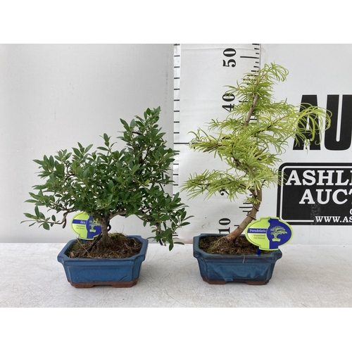 45 - TWO OUTDOOR BONSAI TREES IN CERAMIC POTS. ONE ILEX AND ONE PSEUDOLARIX APPROX 40CM -50CM IN HEIGHT P... 